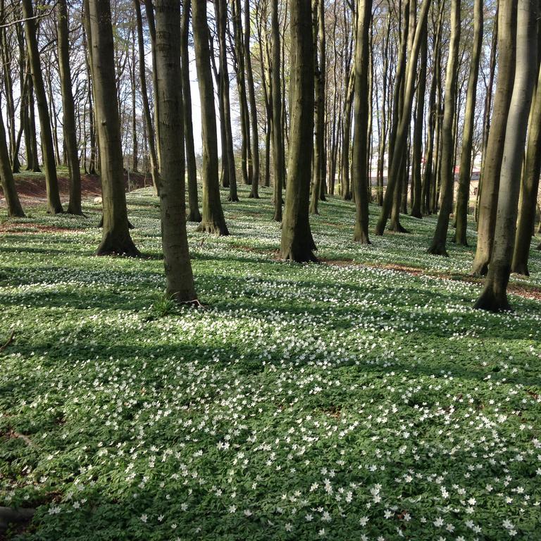 Apartmán Hof Uhleck Am Koenigsstuhl Lohme Pokoj fotografie
